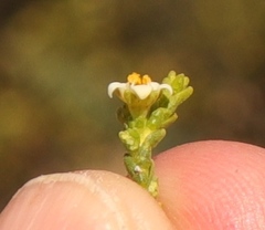 Diosma passerinoides