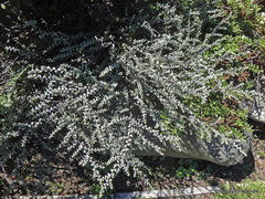 Veronica pimeleoides