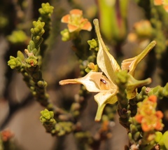 Diosma passerinoides