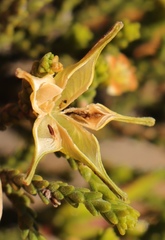 Diosma passerinoides