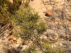Diosma passerinoides