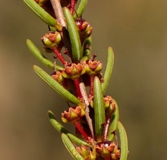 Erica coarctata
