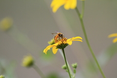 Halictus poeyi