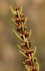 Erica coarctata