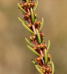 Erica coarctata