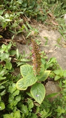 Coleus monostachyus