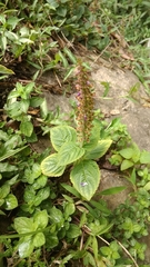 Coleus monostachyus