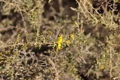 Aspalathus spinosa glauca