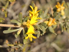 Aspalathus spinosa glauca