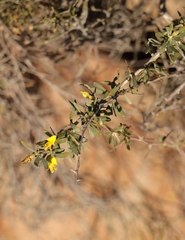 Aspalathus spinosa glauca