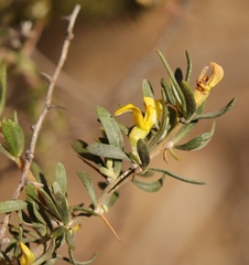 Aspalathus spinosa glauca