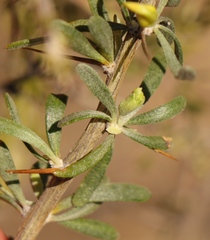 Aspalathus spinosa glauca