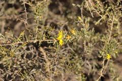 Aspalathus spinosa glauca