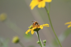 Halictus poeyi