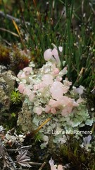 Phyllobaeis imbricata