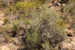 Aspalathus spinosa glauca