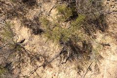 Diosma passerinoides