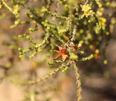 Diosma passerinoides