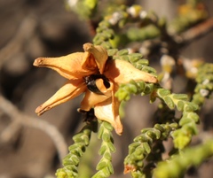 Diosma passerinoides