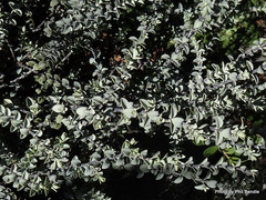 Veronica pimeleoides