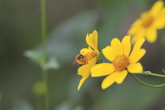 Halictus poeyi