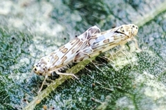 Eupteryx melissae
