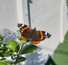 Vanessa atalanta