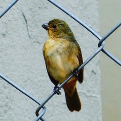 Sporophila caerulescens