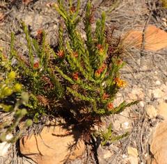 Osteospermum glabrum