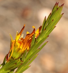 Osteospermum glabrum