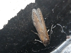 Blastobasis maroccanella