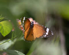 Danaus chrysippus