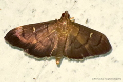 Pramadea lunalis