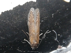 Blastobasis maroccanella