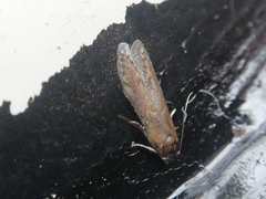 Blastobasis maroccanella