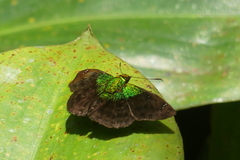 Gorgopas trochilus