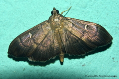 Pramadea lunalis
