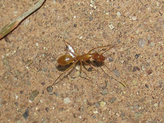 Camponotus festinatus