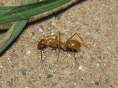 Camponotus festinatus