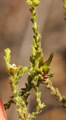 Diosma passerinoides