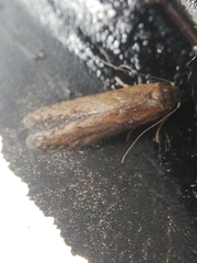 Blastobasis maroccanella