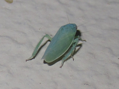 Planipona delta