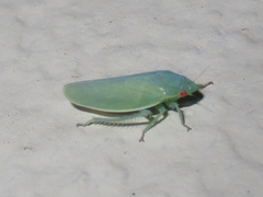 Planipona delta