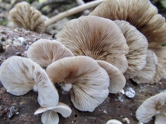 Crepidotus mollis
