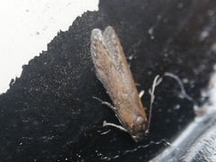 Blastobasis maroccanella