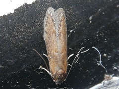 Blastobasis maroccanella