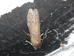 Blastobasis maroccanella