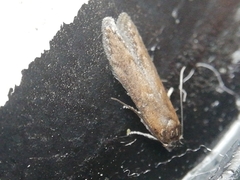 Blastobasis maroccanella