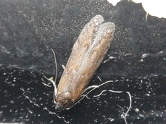 Blastobasis maroccanella