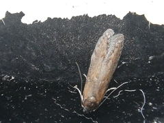 Blastobasis maroccanella